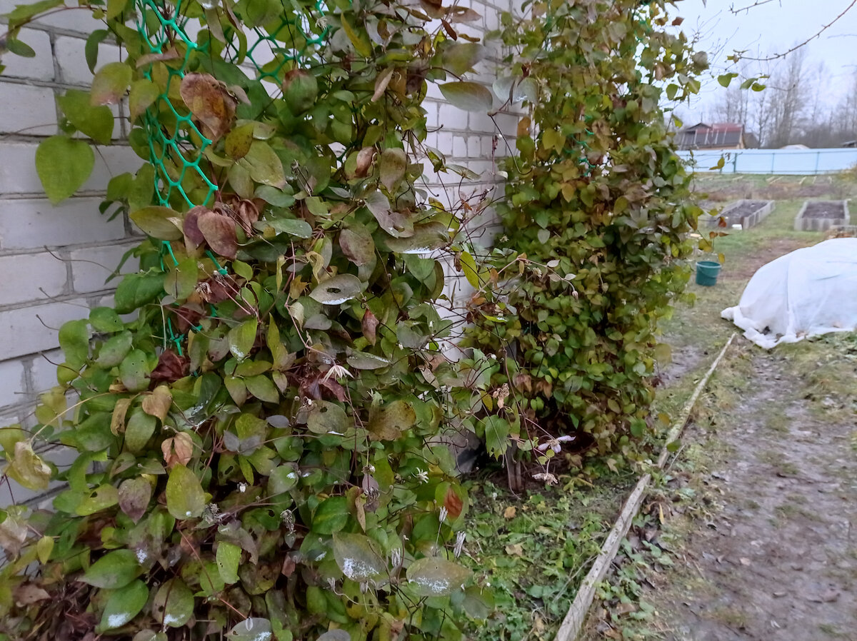 Клематисы пора обрезать