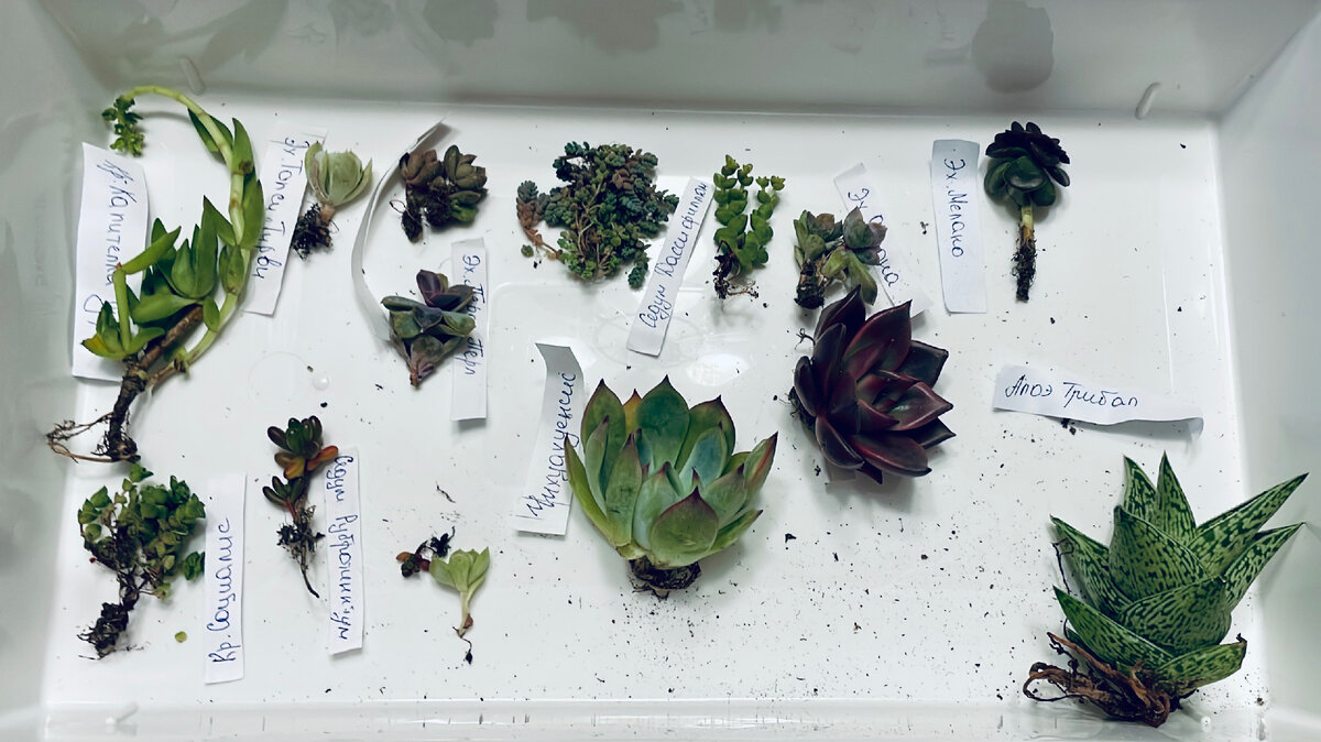 Моя первая посылка. За эти растения я отдала 3000 р и мне казалось, что это огромные деньги 🤦🏼‍♀️ 