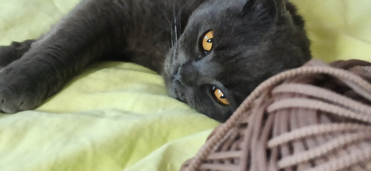 Немного моего кота с фирменным осуждающим взглядом