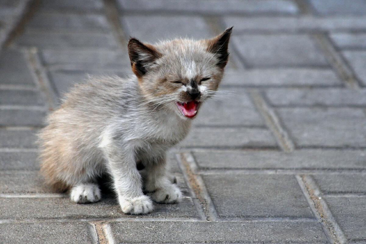 Фото из свободного доступа сети Интернет