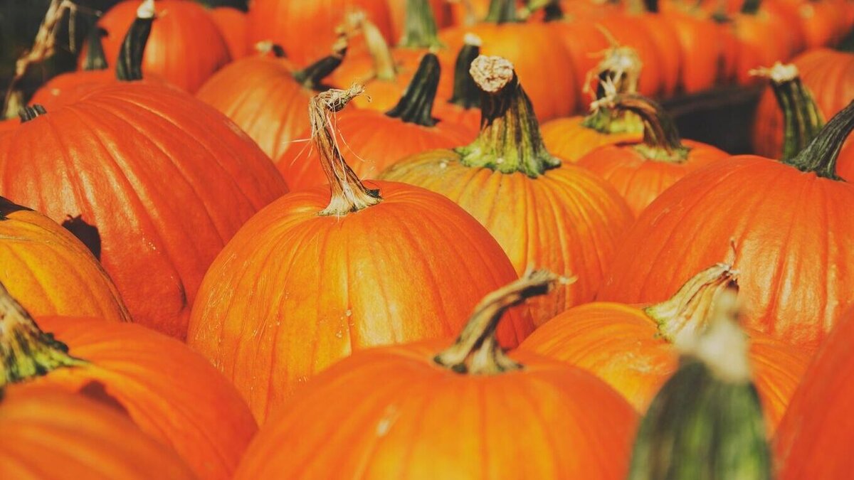    Такой мусс моментально сметут со стола: сделайте десерт на Хэллоуин© PxHere