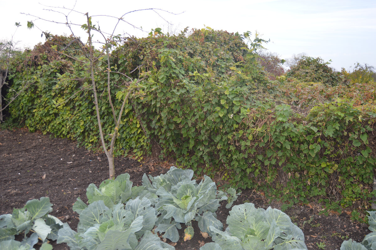 Фото автора. 28.10.2023. Стена счастья! Так называет эту изгородь супруга автора.