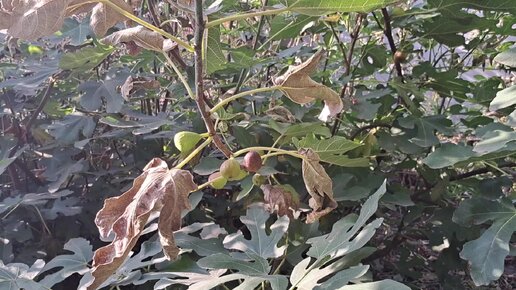 Brown turkey or Spanish black figs Black fig, Fig, Fig tree