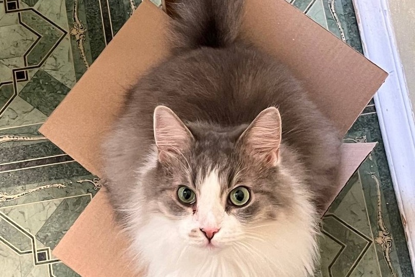 Жил себе и жил молодой кот, пока "родители" не решили за него: пойдешь на работу