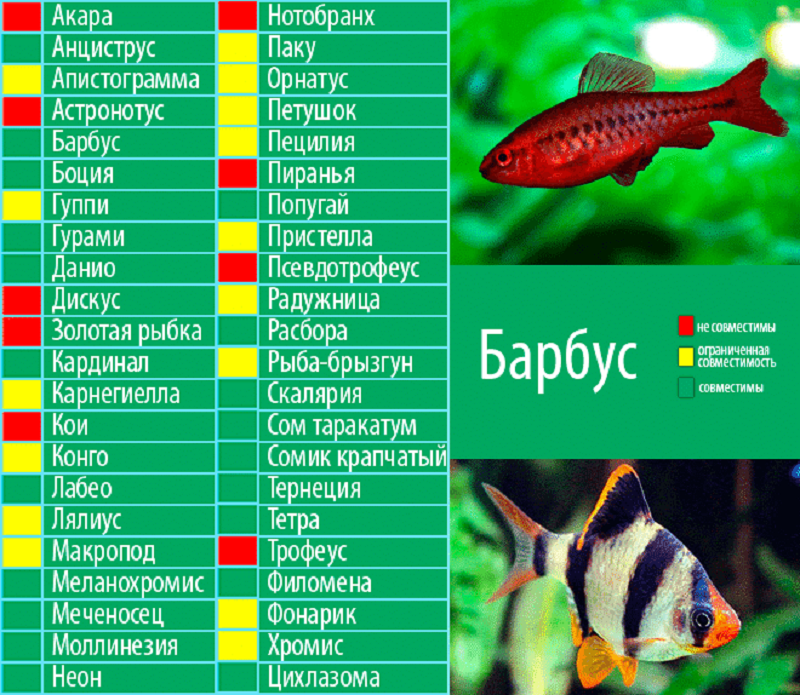 Рыбка подходящий. Рыба Барбус аквариумная совместимость. Барбусы аквариумные рыбки с кем уживаются. Барбус совместимость с другими рыбами таблица. Барбусы аквариумные совместимость с рыбками.