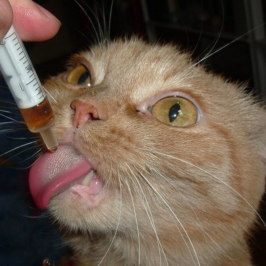 Дайте кота. Валерьянка для кошек. Кот и валерьянка. Кот со шприцом. Кот с лекарствами.
