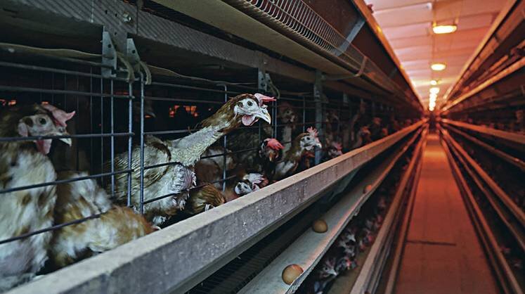    TASS Куриного мяса станет больше