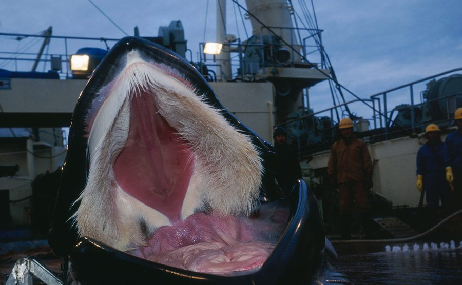 30 Interesting Images of Things From a Different Perspective Fancy donuts, Whale