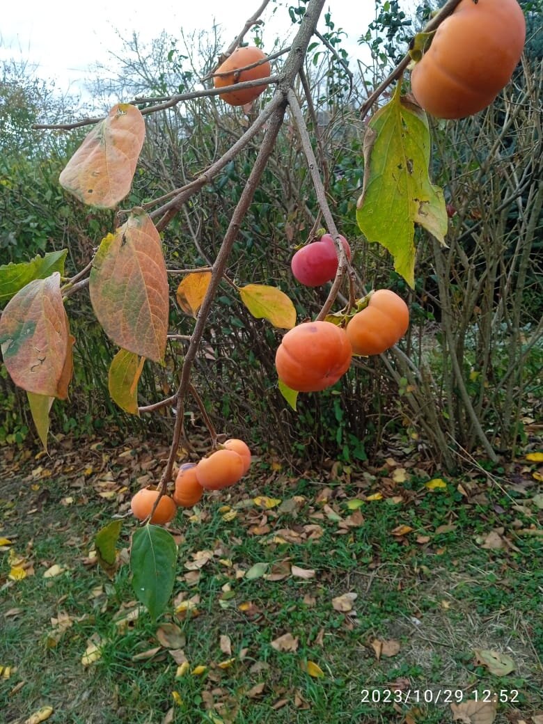 Небезпека хурми