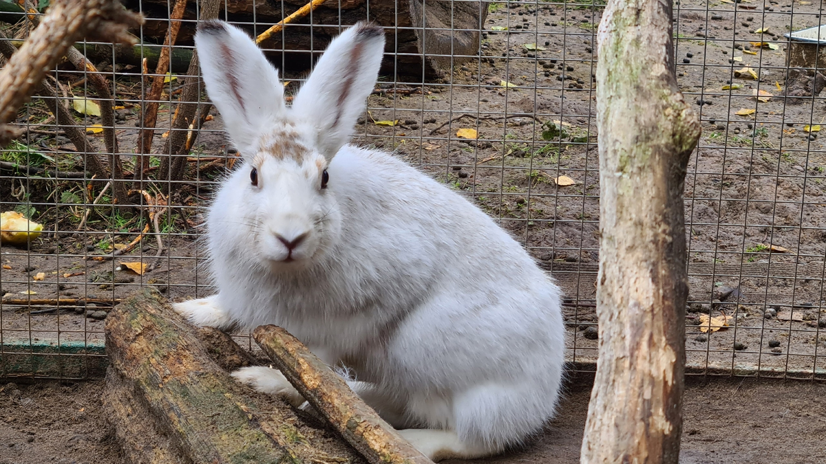 Hare News | Центр диких животных Дом Зайца | Дзен