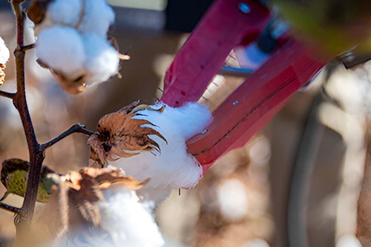    Робота для уборки хлопчатника с захватом по принципу языка ящерицы создают ученые