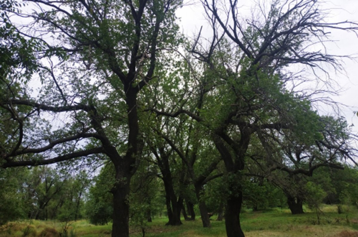    Чувашский дуб-старожил получил памятную табличку