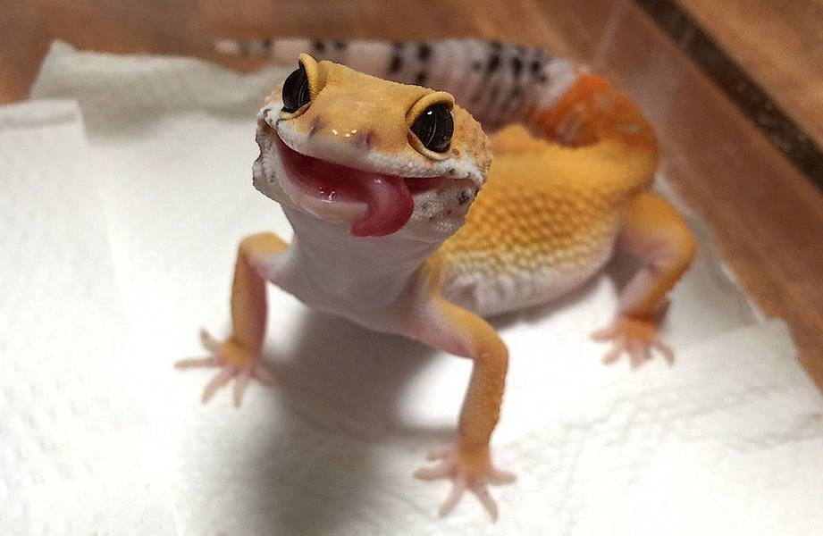 фото из Интернета  