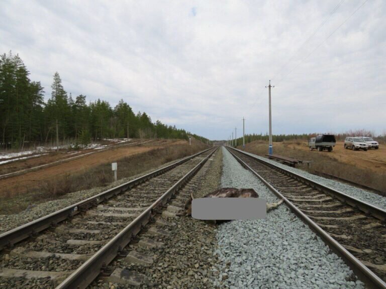    В Бузулукском бору два лося погибли после столкновения с локомотивом Андрей Севостьянов