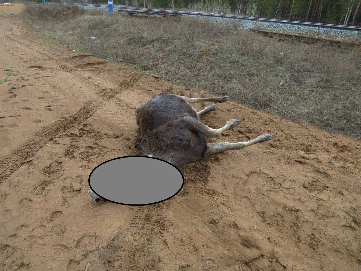    В Бузулукском бору два лося погибли после столкновения с локомотивом Андрей Севостьянов