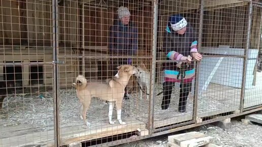 Чуть больше 10 человек каждое воскресенье приезжают к собакам. 100 собак ждут нас с громким приветствием