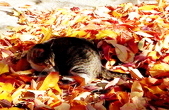 Листья пожелтели и опали на землю.