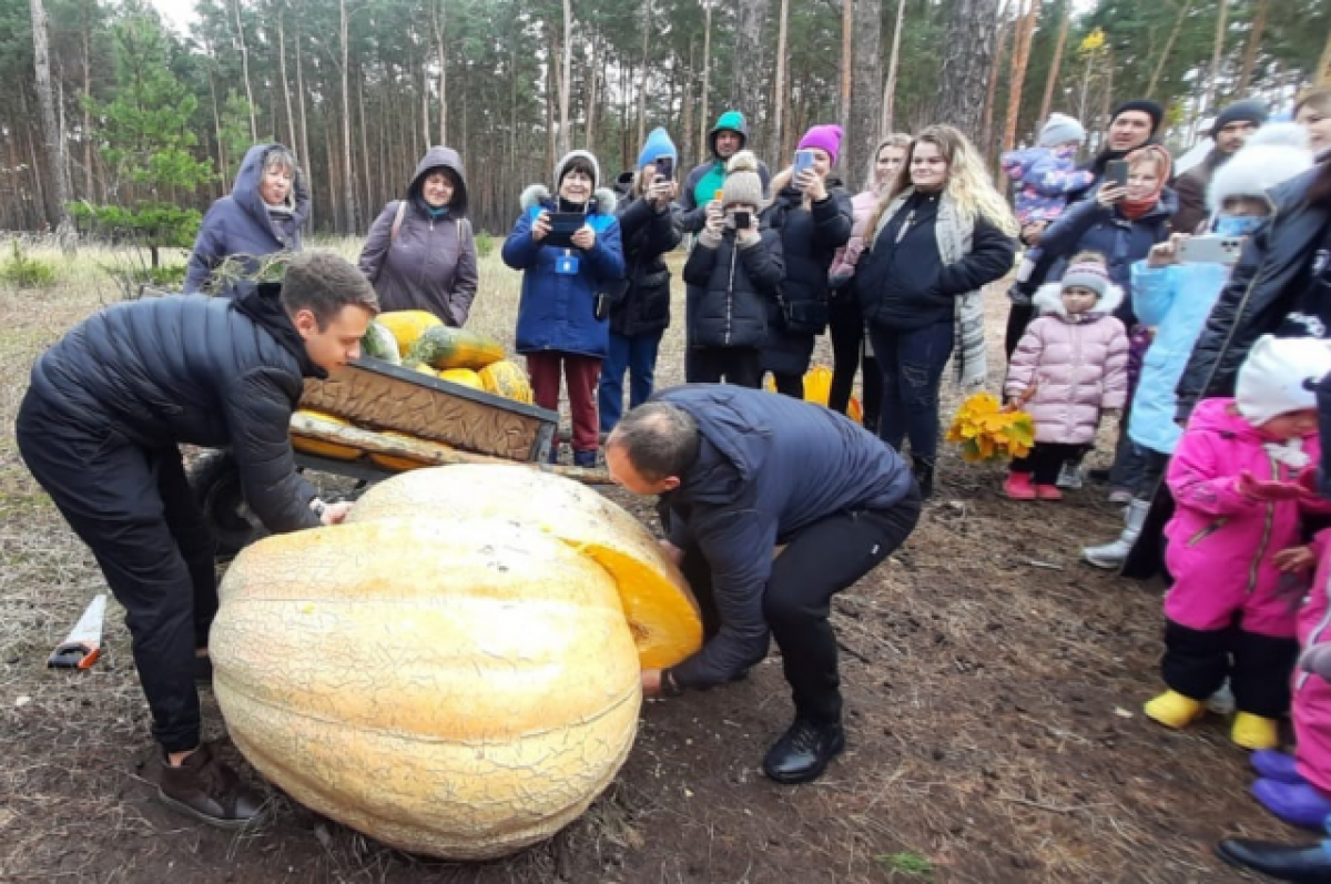    Воронежский зоопарк раздал семена тыквы-гиганта сотне желающих