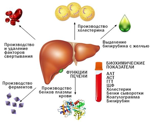 Кровь для проверки печени