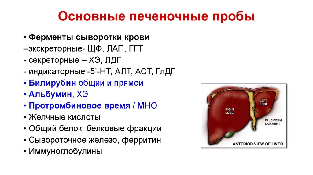 Показатель печени в крови как называется. Норма показателей печени в анализе крови. Показатели крови на печеночные пробы норма. Биохимия крови показатели печени расшифровка норма.