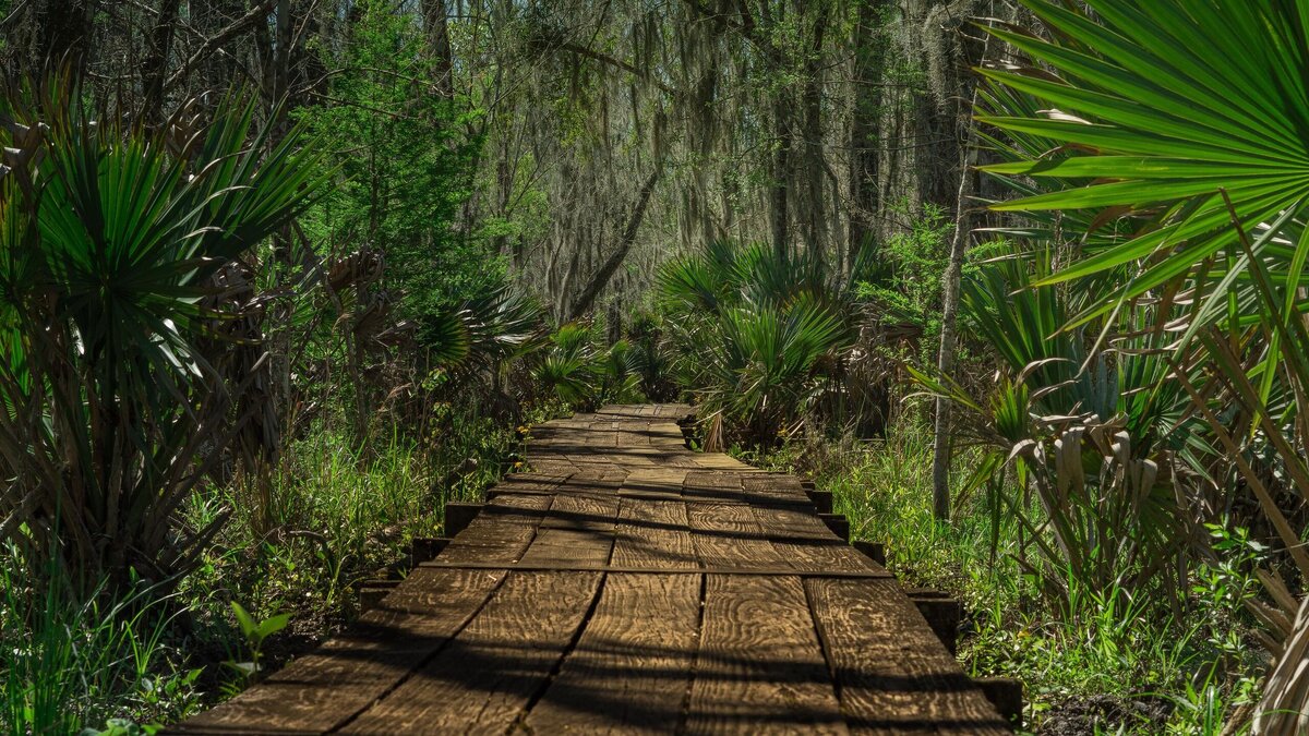    Наедине с природой: турист на три дня прикинулся Маугли в заповеднике© Unsplash | Ryan Kosmides