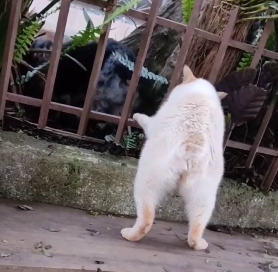 С этого ракурса – кролик, ни дать, ни взять