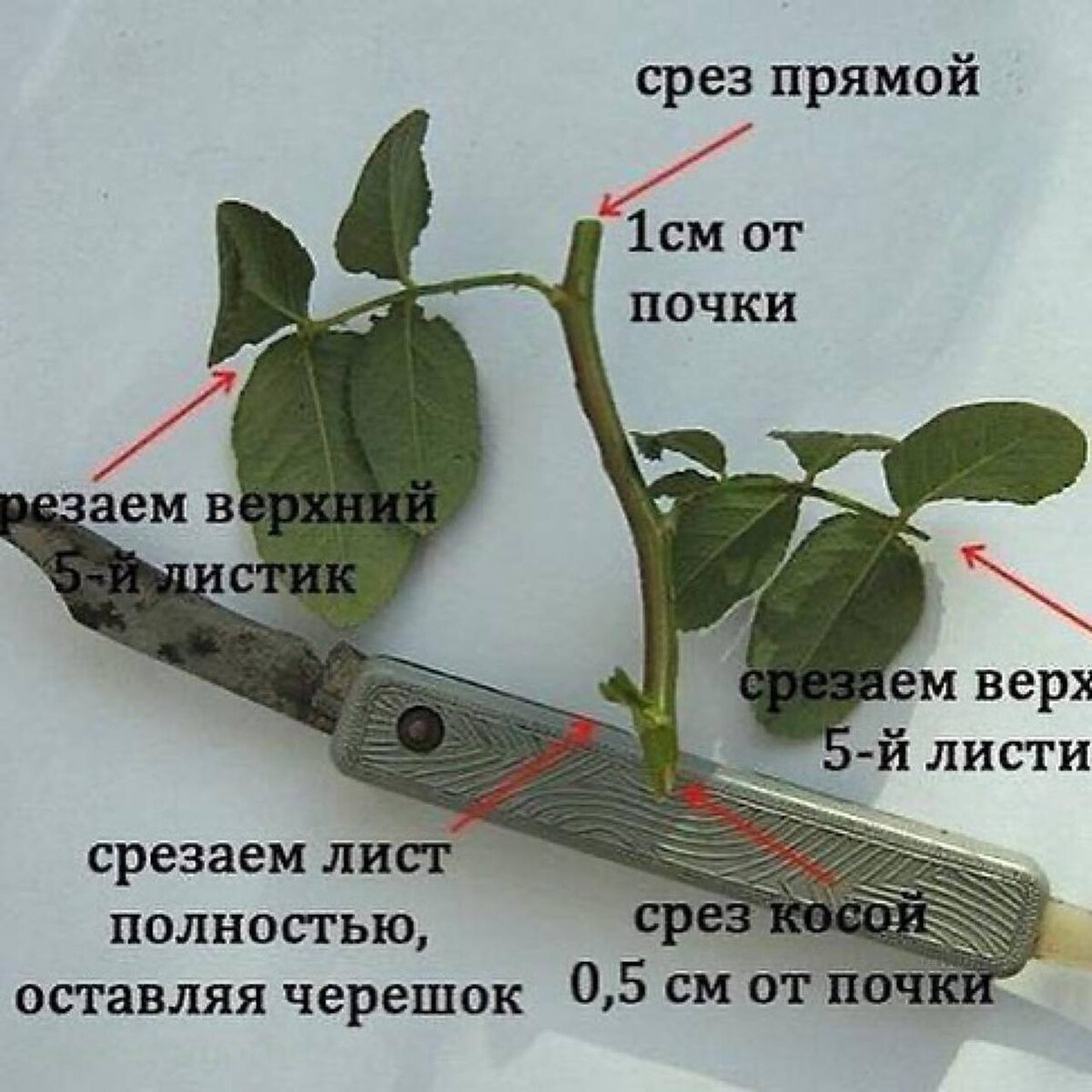 Можно ли размножить розы. Правильно обрезать черенок розы. Размножение роз черенкованием. Как правильно обрезать розу на черенок. Размножение роз черенками летом.