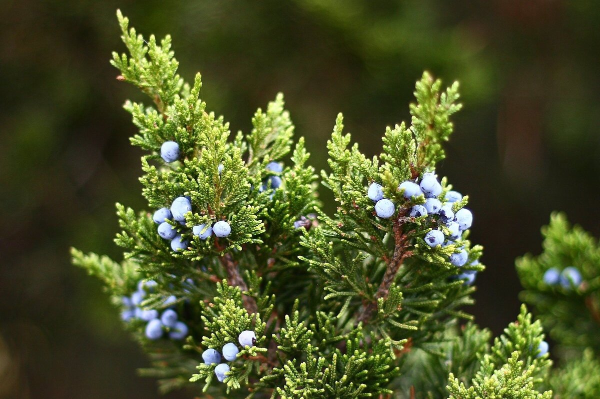     Самые зимостойкие можжевельники с высокой декоративностью: лучшие из лучших