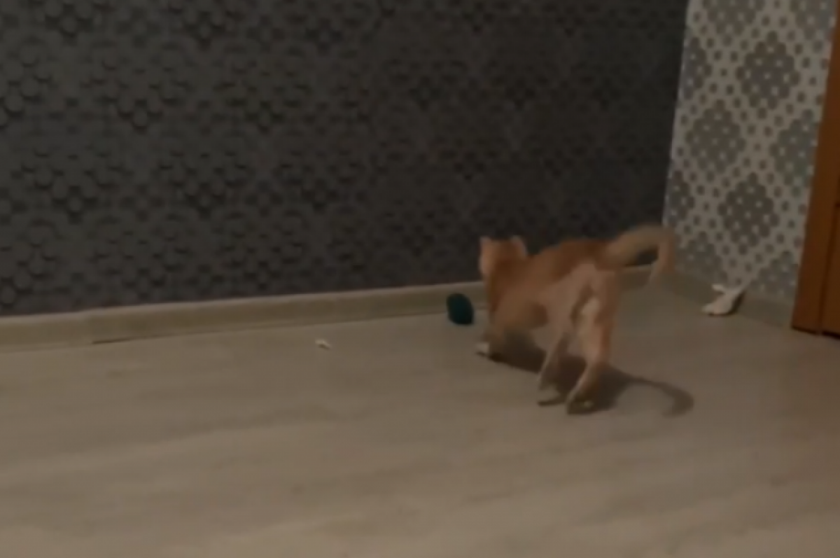    Спасённый в Твери из-под грузовика котёнок полностью восстановился