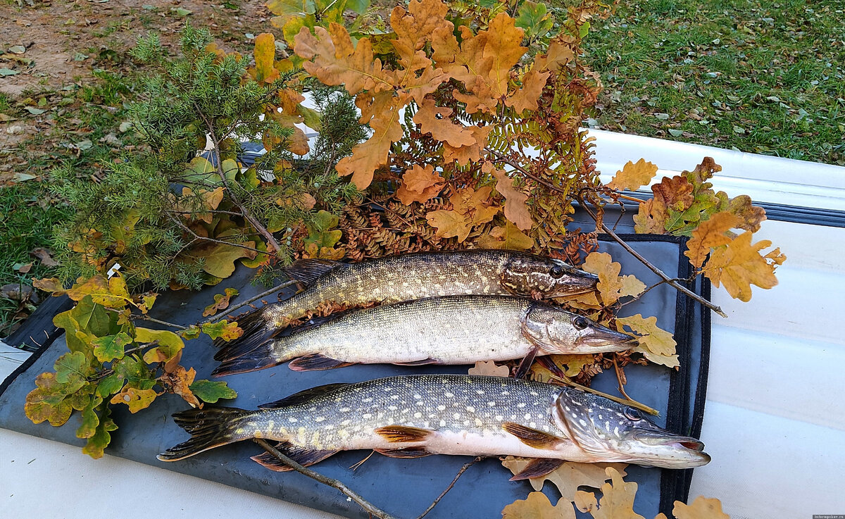 Осенний натюрморт. Фото здесь и далее из личного архива автора
