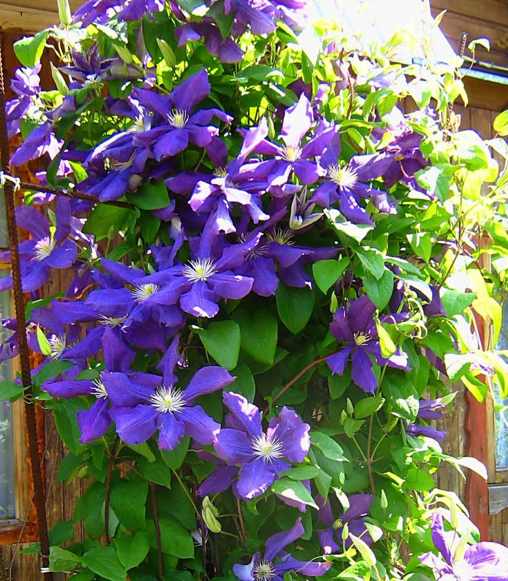 Клематис Clematis Xerxes. Клематис Бернандина. Клематис Айнор. Клематис Кайен.