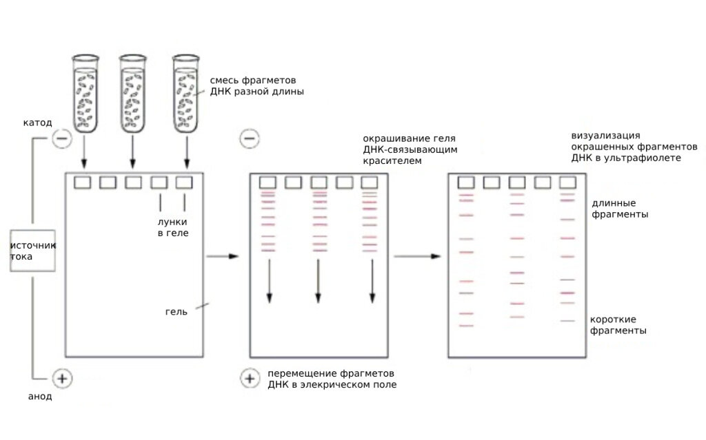 Схема проведения вертикального электрофореза в ПААГ