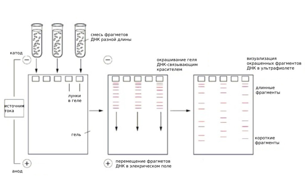 ЭЛЕКТРОФОРЕЗ СВОИМИ РУКАМИ