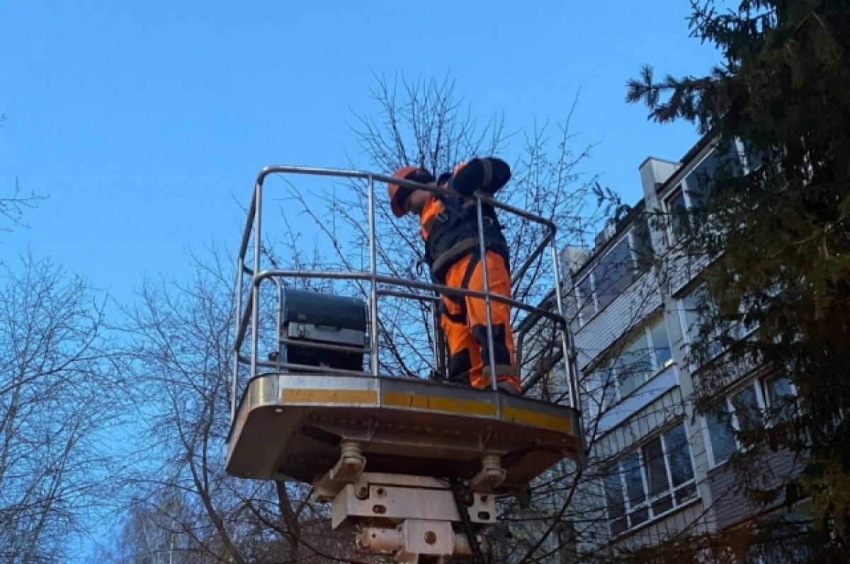    Сотрудники томских «Горсетей» спасли застрявшую на дереве кошку