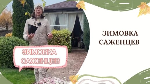 Зимовка саженцев🌿