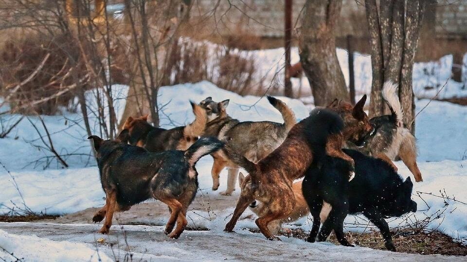 МЧС по Новосибирской области📷
