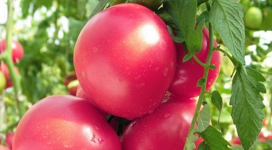 Хорошие розовые помидоры. Томат мажор f1. Томат малиновый звон f1. Семена томат малиновый звон. Помидоры высокорослые f1.