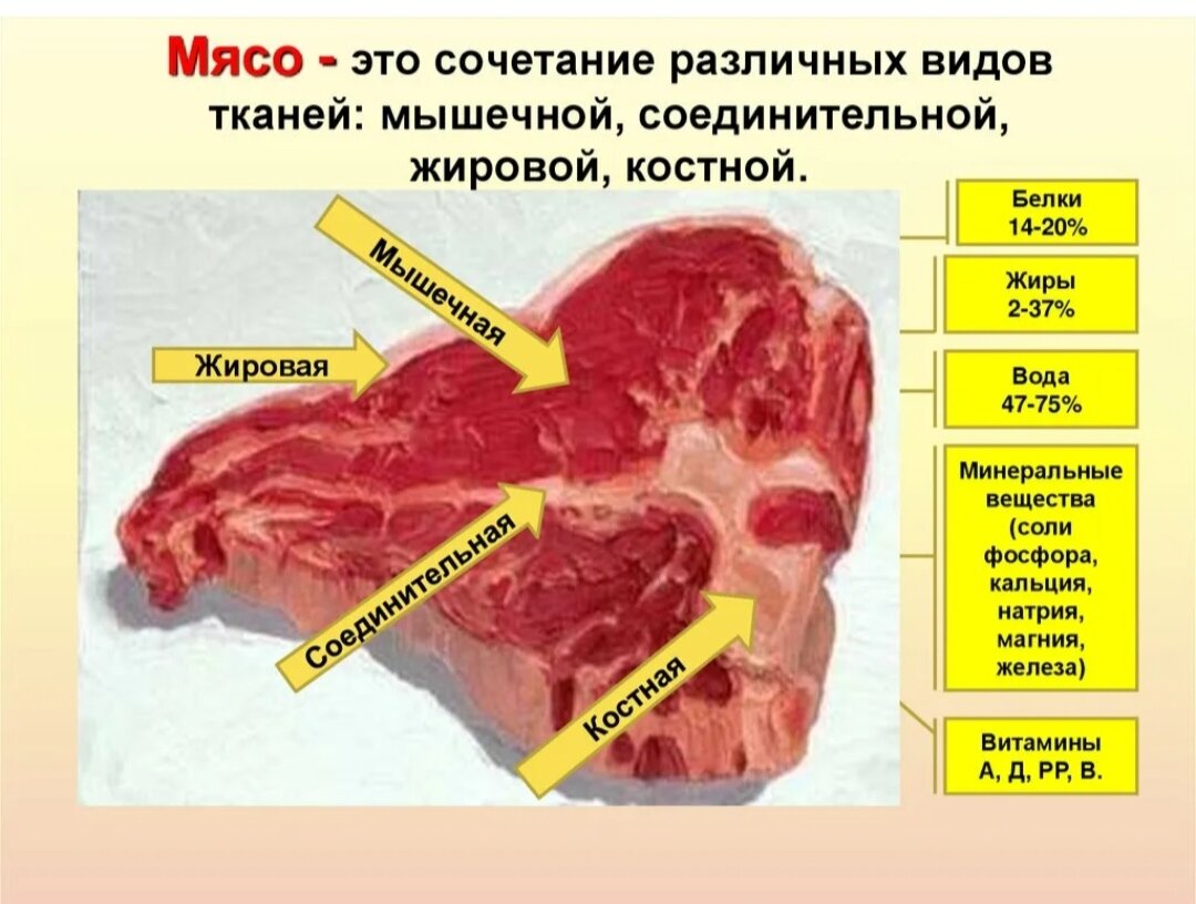Мясо мдк. Мясо говядины соединительная ткань. Строение мышечной ткани свинины. Строение и состав тканей мяса. Строение тканей мяса говядины.