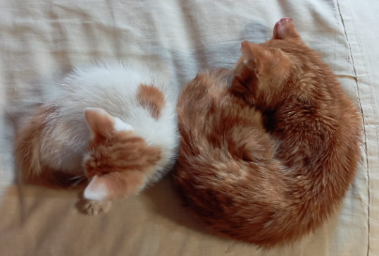 Тихий час после длительных забегов