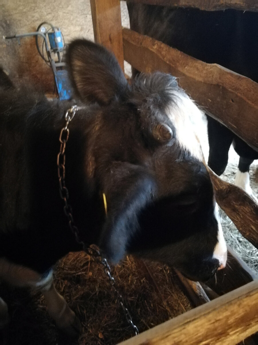 Фото автора канала.Лара наша задумалась о чём то, девочка наша.