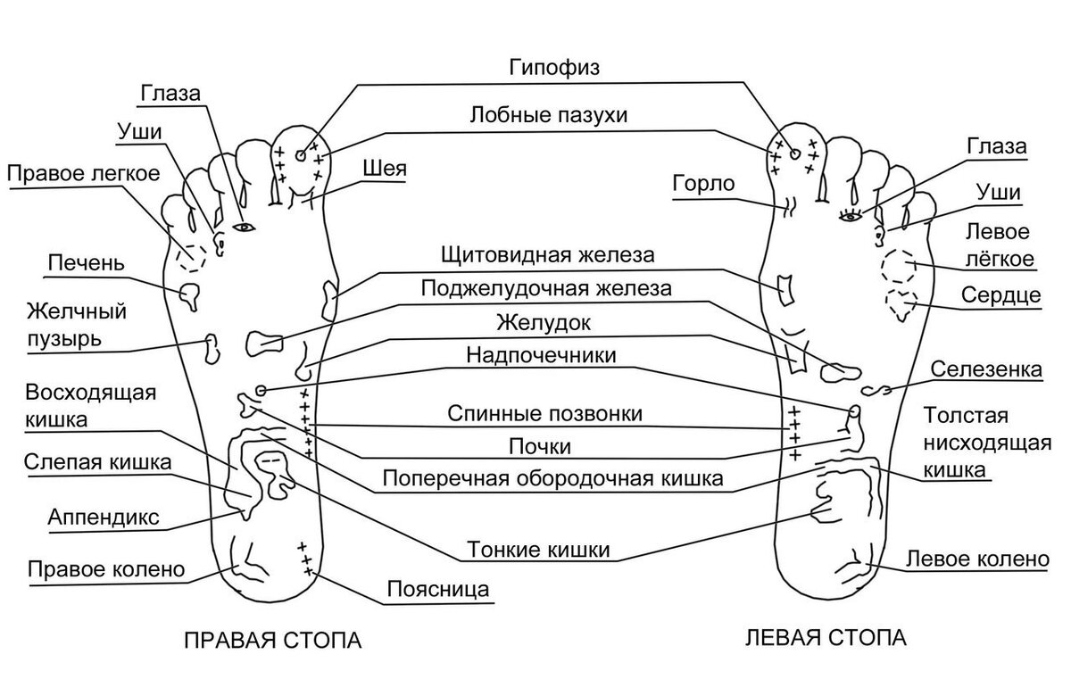 Схема пальцев ног