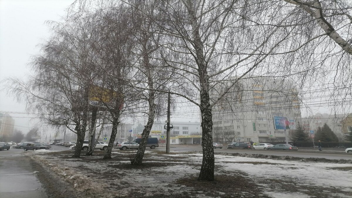    В Курске из-за сильного ветра упали 18 деревьев