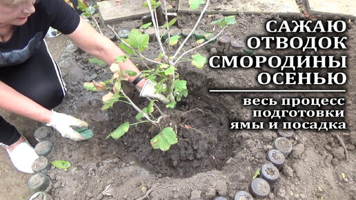 Download Video: Как сажать смородину осенью. Сажаю отводок на постоянное место