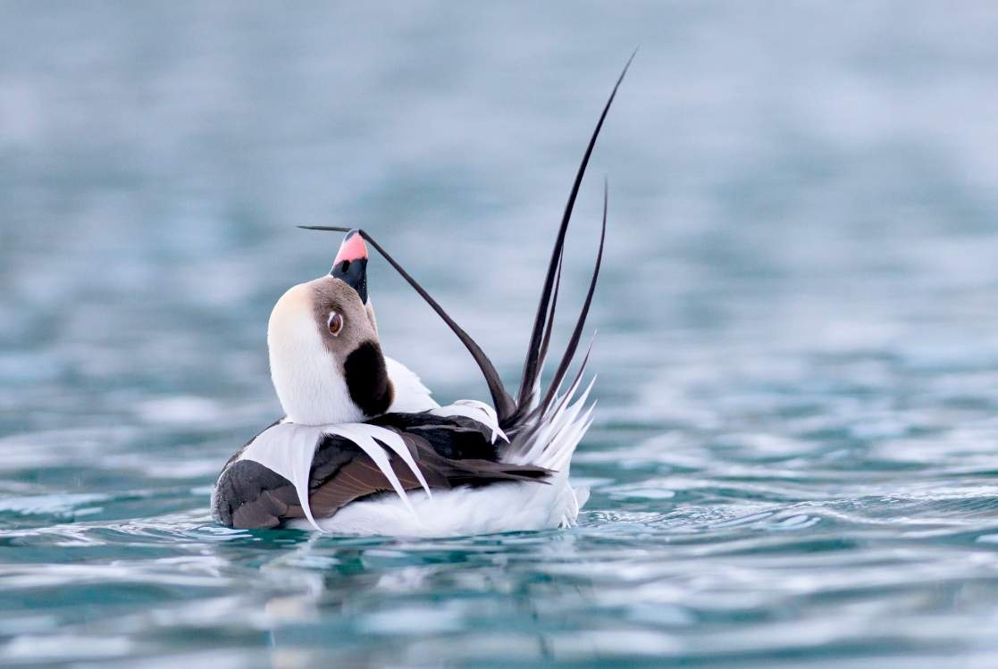 У морянки есть ещё одно очевидное название: длиннохвостая утка. У самцов морянки имеется длинный острый хвост длиной в 10-15 см. 