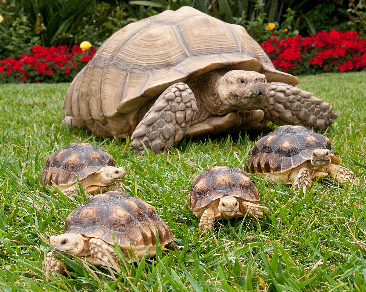 Сульката черепаха. Большая сухопутная черепаха. Африканская шпороносная черепаха. Сухопутная черепаха шпороносная. Питомцы черепахи