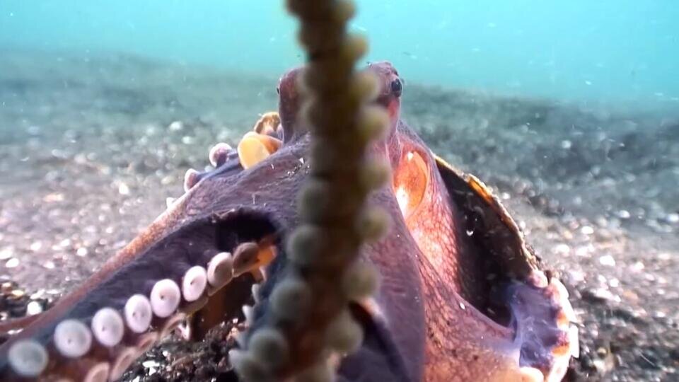 Фото: © Скриншот видео