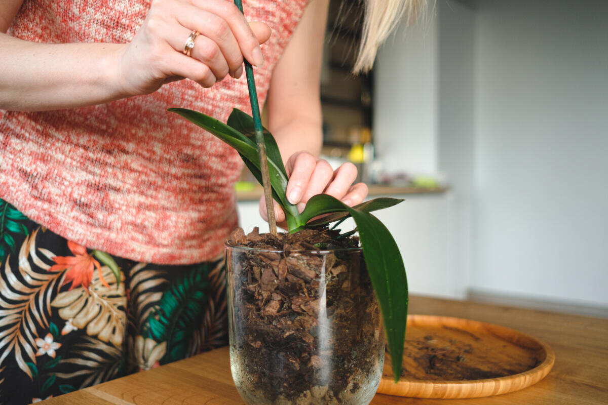 Пересадка орхидеи в марте. Як реанімувати орхідею?. Солейролия засохла корневая как пересадить. Как оживить орхидею в домашних условиях засохли корни листья.