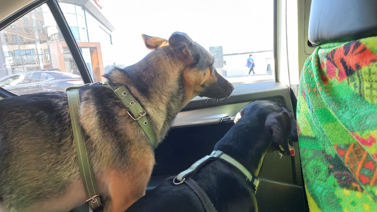 Псыны в машине. Уже успокоились. Фото автора 