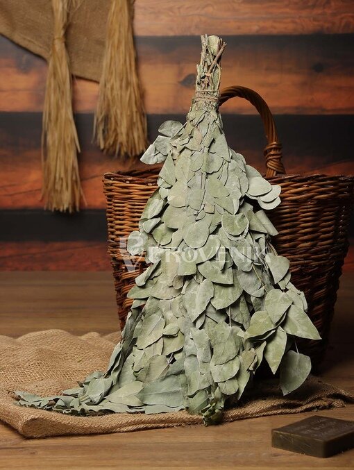 Эвкалипт круглый лист серебристый