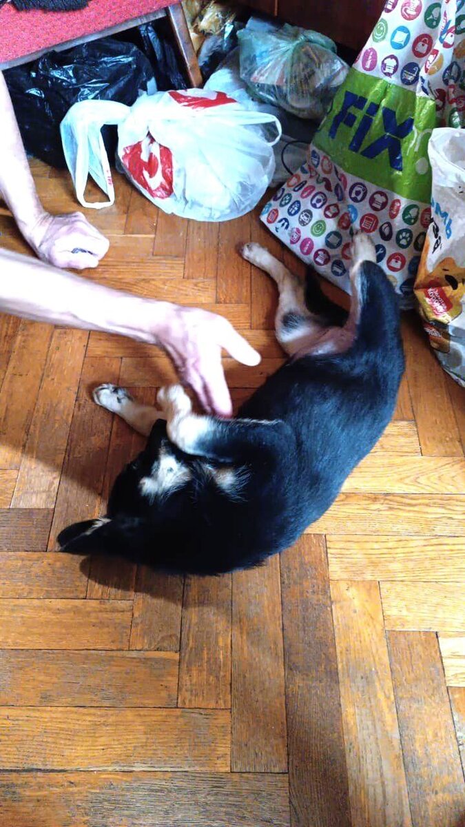 Игривая, здоровая, весёлая щенка